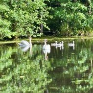 Dom na sprzedaż