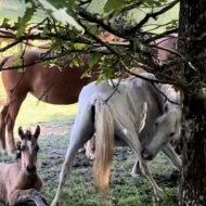 Dom na sprzedaż